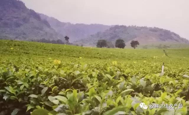 英德農業生產榴莲视频在线观看APP
